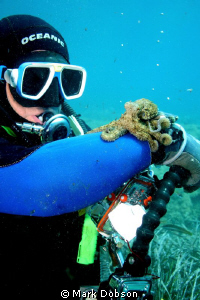 While diving off Corfu my dive buddy found this little oc... by Mark Dobson 